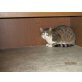 Kathy, Hauskatze - Katze