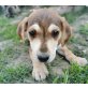 Kati, Beagle-Mischling Welpen - Hündin