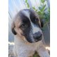 Katica, Eurasier-Mischling Welpen - Hündin