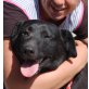 Katie - NOTFALL, Labrador Retriever - Hündin