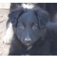 Katja, Schäferhund Collie Mix - Hündin