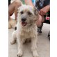 Katka 3, Terrier-Mischling - Hündin