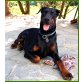 Kattinka, Dobermann - Hündin