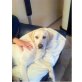 Katy-Lara, Labrador Retriever - Hündin