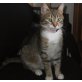 Katy, Mischling - Katze