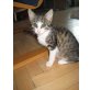 Katz und co, Europäische Kurzhaarkatze - Katze