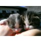 ? - Katze