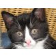 = - Katze