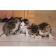 .......... - Katze
