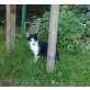 ?? - Katze