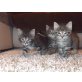 - - Katze
