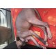 Katze, Don Sphynx - Katze