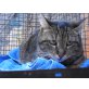 Katze  Hasi ohne Schwanz, Europäische Kurzhaarkatze - Katze