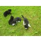 Katze - Kater