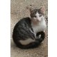 Katze - Kater