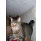 Katze Kira, ehk&ehk - Katze