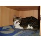Katze Niki, ehk&ehk - Katze