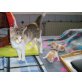 Katze Pandorra & Spike, ehk&ehk - Kater
