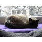 Katze ROSI und Siamkater GIN, Siamesen - Kater