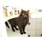 Katze Roalie, EHK&EHK - Katze
