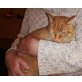 Katze orange - Katze