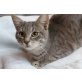 Katze zugelaufen! - Kater