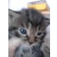 Katzen Babys - Kater