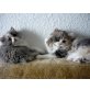 Katzen Babys ( sibirisch persisch) - Katze