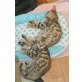 Katzen, Bengalkatze - Kater