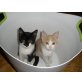 Katzen Geschwisterchen - Katze