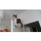 Katzen - Katze