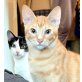 Katzen - QUINTETT - Kater