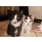 Katzen in liebevolle Hände abzugeben! - Katze