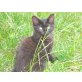 Katzen vom Biobauernhof - Katze