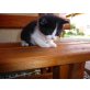 Katzenbabay sucht gutes Zuhause - Katze