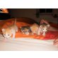 Katzenbabies, Hauskatzen - Kater