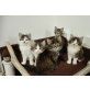 Katzenbabies - Kater