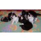 Katzenbabies - Katze