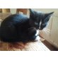 Katzenbabies vom Biohof - Katze