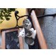 Katzenbabies zu vergeben - Kater