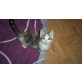 Katzenbaby, Europäisch Kurzhaar - Katze