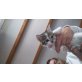 Katzenbaby, Hauskatze - Katze