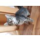 Katzenbaby - Kater