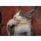 Katzenbaby - Kater