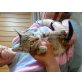 Katzenbaby-Kater - Kater