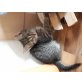 Katzenbaby - Katze