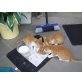 Katzenbaby, Katzen - Katze