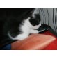 Katzenbaby, Katzenbaby sw - Katze