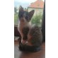 Katzenbaby Mädchen, Babykätzchen  - Katze