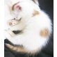 Katzenbaby, Türkische Van Katze - Kater